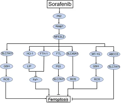 Frontiers | Iron accumulation and lipid peroxidation