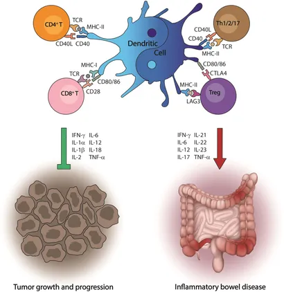 語学+参考書 Dendritic Cells in Clinics Frontiers | Dendritic Cells: A Spot on Sialic Acid
