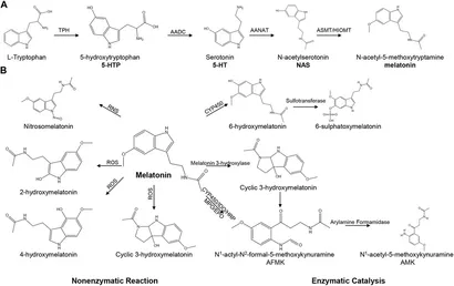 Frontiers | The potential influence of melatonin on mitochondrial