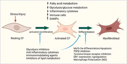 Frontiers | Cardiac fibrogenesis: an immuno-metabolic