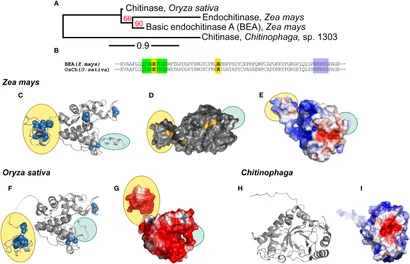 Frontiers | Plant root associated chitinases: structures and