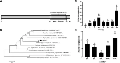 Frontiers | PhbZIP2 regulates photosynthesis-related genes