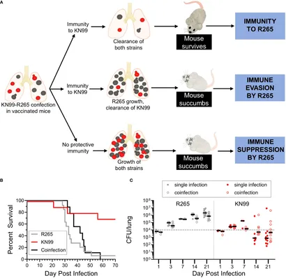 Frontiers | Immune evasion by Cryptococcus gattii in