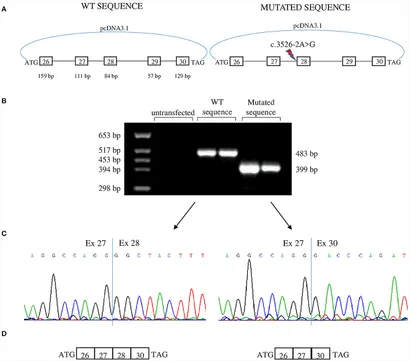 Frontiers | Case report: Dihydropyridine receptor (CACNA1S