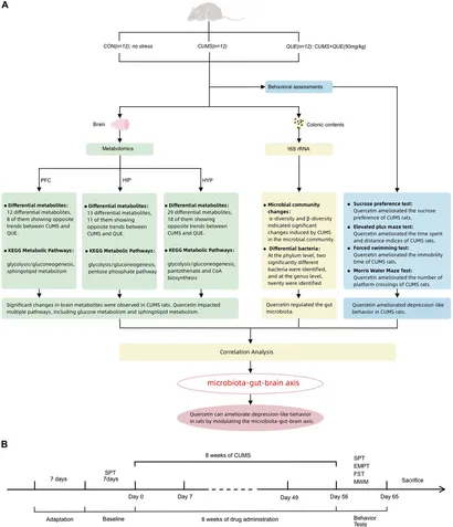 Frontiers | Quercetin reshapes gut microbiota homeostasis
