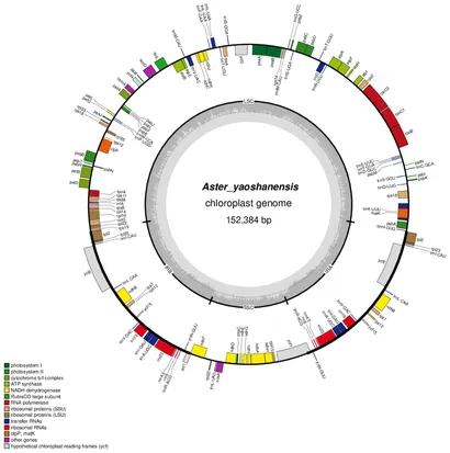 Frontiers | A new species, Aster yaoshanensis (Asteracae