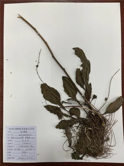 Frontiers | A new species, Aster yaoshanensis (Asteracae