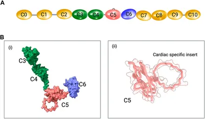 fphys-15-1370539-g001.jpg fphys-15-1370539-g001.jpg