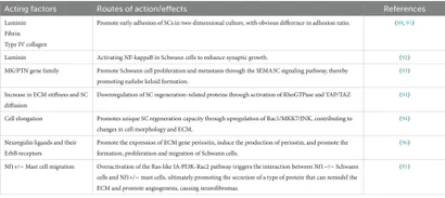 Frontiers | Interactions between Schwann cell and