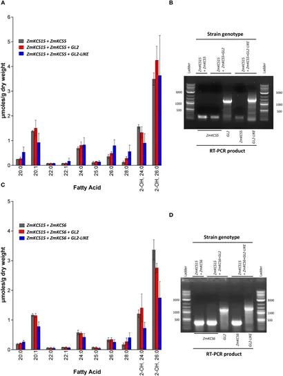 Frontiers | The impact of the GLOSSY2 and GLOSSY2-LIKE BAHD