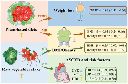 Frontiers | Relationship of vegetarianism with body weight