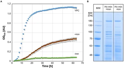 Frontiers | Pseudospin-dependent Acoustic Topological