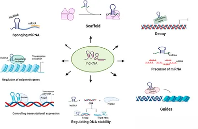 Frontiers | LncRNAs in oncogenic microenvironment: from