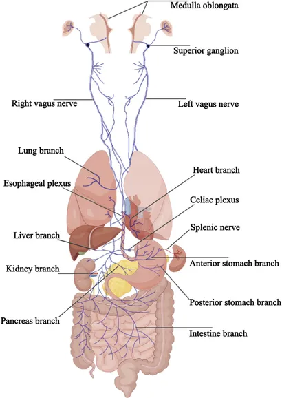Frontiers | Multi-level exploration of auricular acupuncture Frontiers | Multi-level exploration of auricular acupuncture