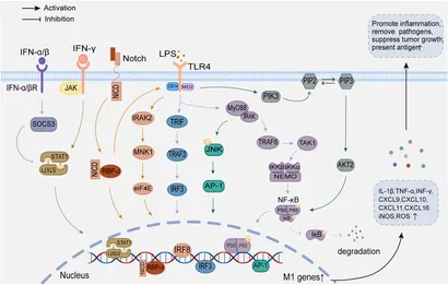 Frontiers | Isolation, Biochemical and Genomic
