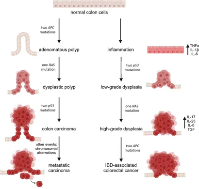Frontiers | Immune-Mediated Inflammatory Diseases and Cancer