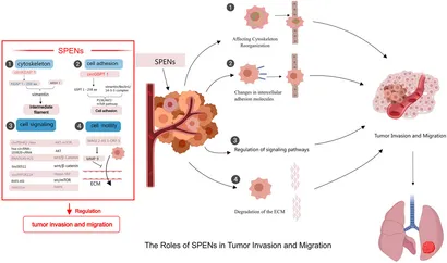 CircRNAs regulate the crosstalk between inflammation and