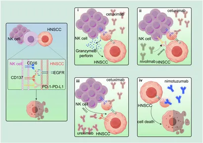 The Cell XE: A Molecular Approach: Cooper, Geoffrey