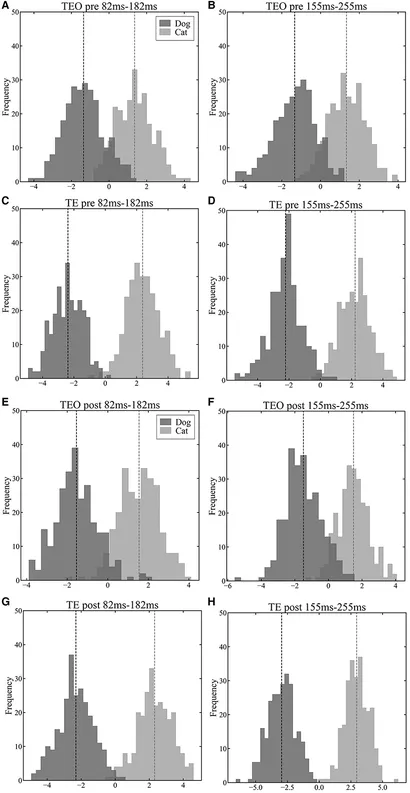 Frontiers | Differences in category information processing