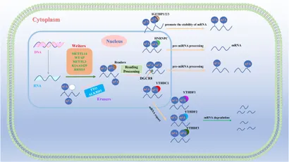 fimmu-15-1453774-g001.jpg