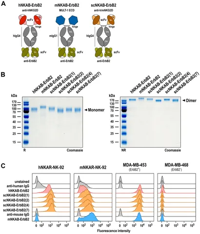 USA nkd まとめページ Frontiers | Cytokine-Based Generation of CD49a+Eomes−/+