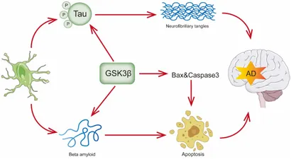 bene Frontiers | The role of PI3K signaling pathway in