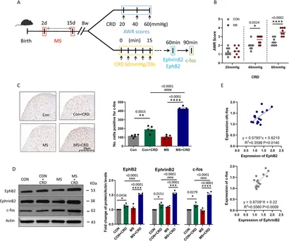 専用ページXL Comparative Genomics and Characterisation of the Role of