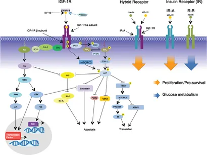 Eski tranny jinsiy aloqa