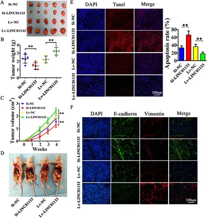 Frontiers | Investigating the role of exosomal long non