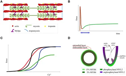 fphys-06-00232-g001.jpg