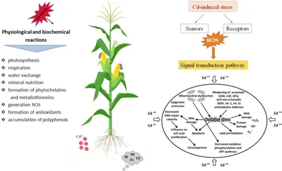 トップブランドのファッション Frontiers cadmium plant of studies epigenetic in Advances | スポーツトイ・アクショントイ