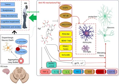 キャンベル様 Trained immunity induced by high‐salt diet impedes stroke