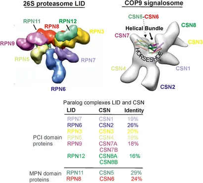 ナポレオンヒル PMAプログラム 『PMA Ⅰ』　SSI Group fcell-12-1496862-g001.jpg