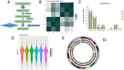 うに Frontiers | Discovery of differentially expressed lncRNAs in