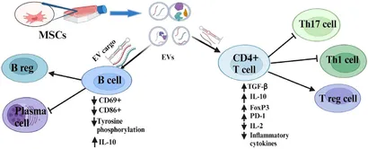 Frontiers | Extracellular vesicles: immunomodulation