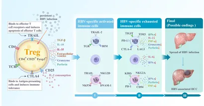 Frontiers | The role of immune regulation in HBV infection