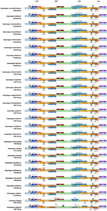 当社の Frontiers | Plastid genome comparison and phylogenetic ホームベーカリー