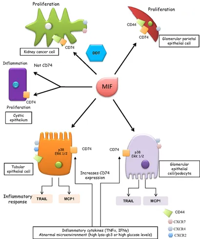 Ｋ Frontiers | CD74 in Kidney Disease