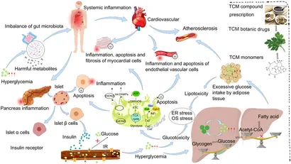 Frontiers | Traditional Chinese medicine in the prevention