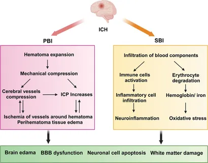 商品画像：Characterization and effective expansion of CD4−CD8− TCRαβ 1