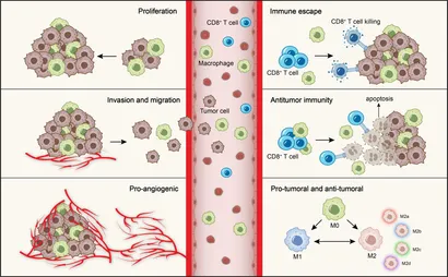 Frontiers | Effects of macrophages in OSCC progression