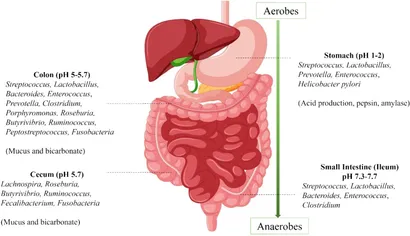Frontiers | Unveiling roles of beneficial gut bacteria and