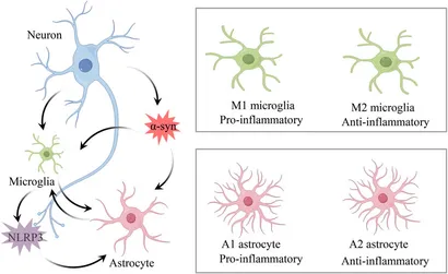Frontiers | Crosstalk between neuroinflammation and