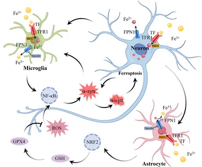 再入荷アイテム Crosstalk | Frontiers between and neuroinflammation その他