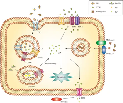 Frontiers | Iron and ferroptosis in kidney disease