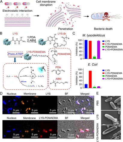 スペシャルオファ | Frontiers Polymer-based for strategies antimicrobial その他