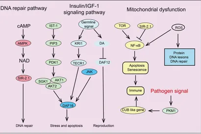 Frontiers | Cellular senescence: from homeostasis to