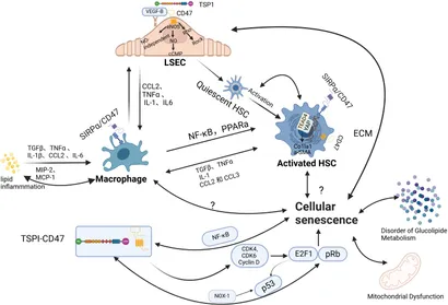 森永「ニューMA-1」 3本セット Frontiers | Hepatic Macrophage as a Key Player in Fatty