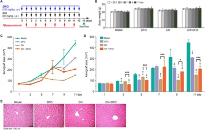 Frontiers | Cepharanthine hydrochloride: a novel ferroptosis
