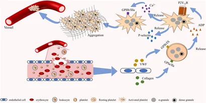 たなか Exosomes: Key Players for Treatment of Cancer and Their